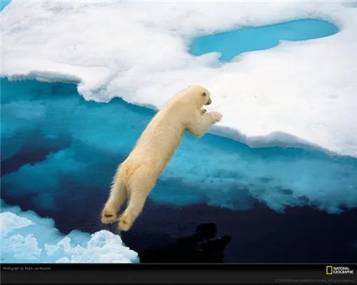Oso polar en el hielo marino