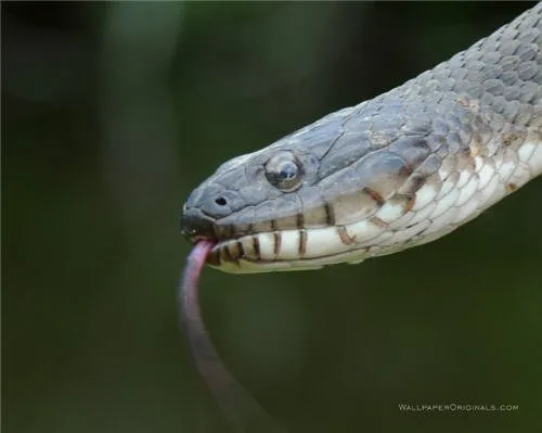 Fondo de pantalla de serpientes