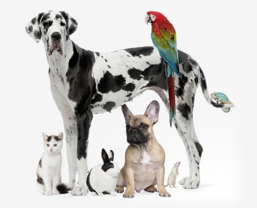 Redes sociales de perros, gatos y otras mascotas